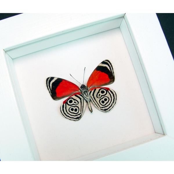 Framed 88 Butterfly Diaethria clymena Vibrant White Display