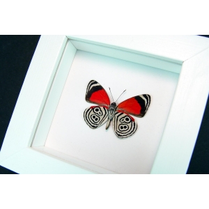 Framed 88 Butterfly Diaethria clymena Vibrant White Display