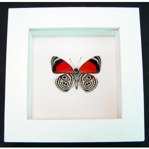 Framed 88 Butterfly Diaethria clymena Vibrant White Display
