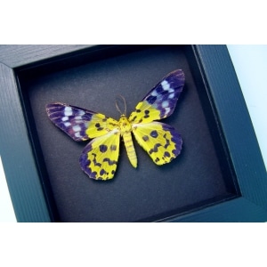 Dysphania militaris False Tiger Moth Moonlight Display