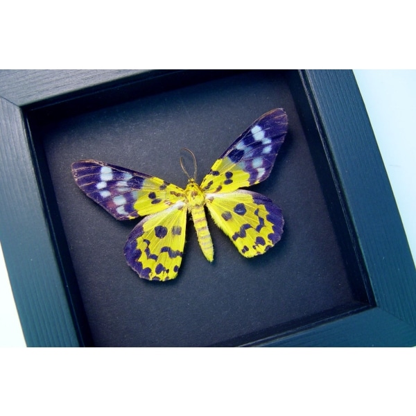 Dysphania militaris False Tiger Moth Moonlight Display