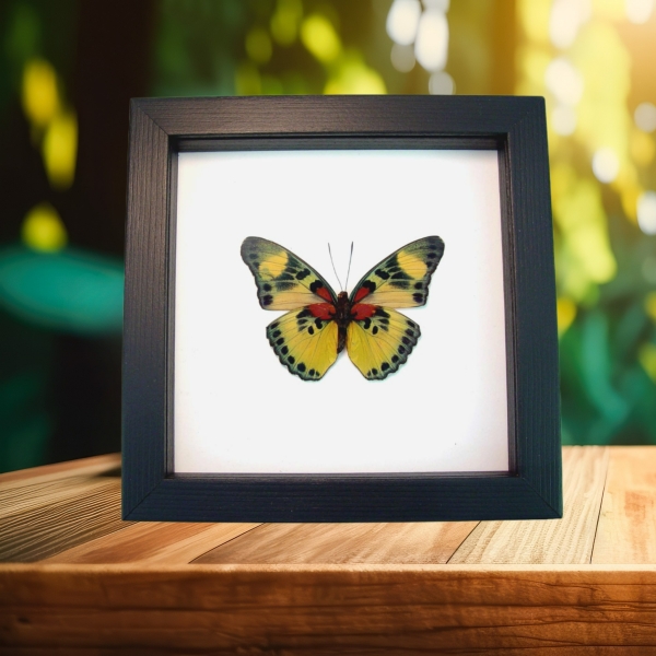 Euphaedra aureola African Butterfly Classic Black Display Framed Taxidermy