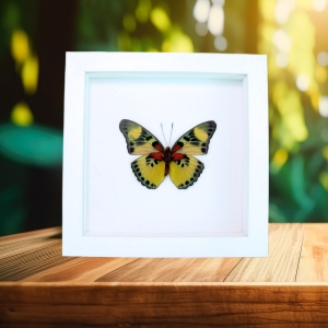 Euphaedra aureola African Butterfly Vibrant White Display Framed Taxidermy