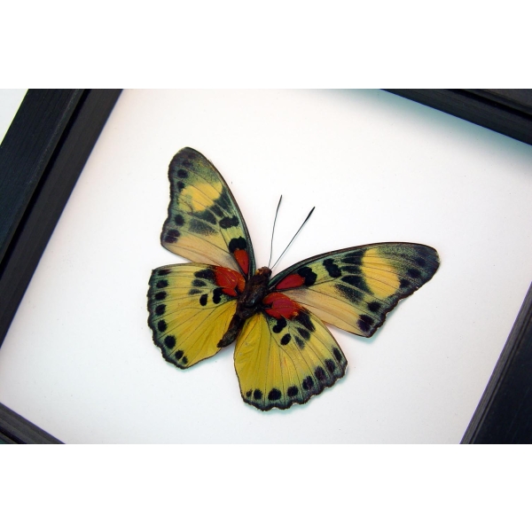 Euphaedra aureola African Butterfly Classic Black Display Framed Taxidermy