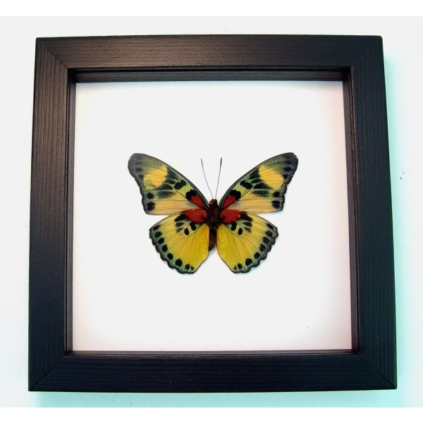 Euphaedra aureola African Butterfly Classic Black Display Framed Taxidermy
