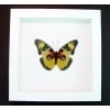 Euphaedra aureola African Butterfly Vibrant White Display Framed Taxidermy