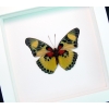 Euphaedra aureola African Butterfly Vibrant White Display Framed Taxidermy