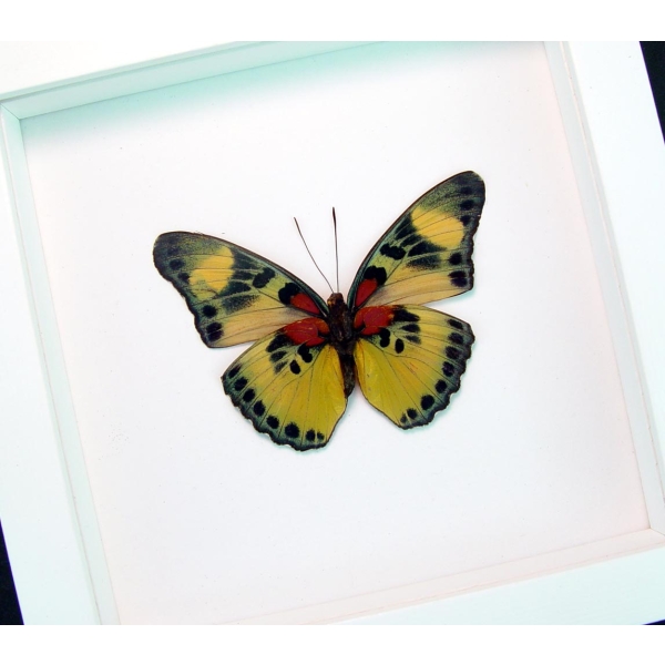 Euphaedra aureola African Butterfly Vibrant White Display Framed Taxidermy