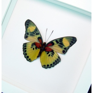 Euphaedra aureola African Butterfly Vibrant White Display Framed Taxidermy