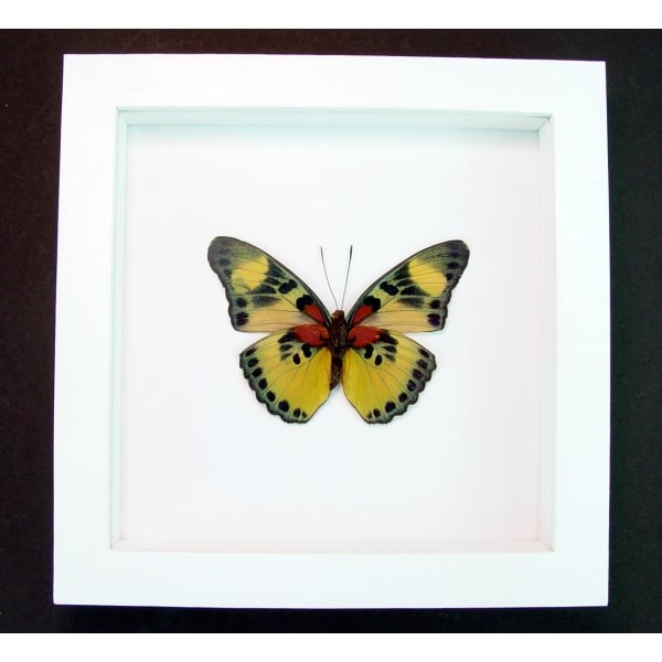 Euphaedra aureola African Butterfly Vibrant White Display Framed Taxidermy