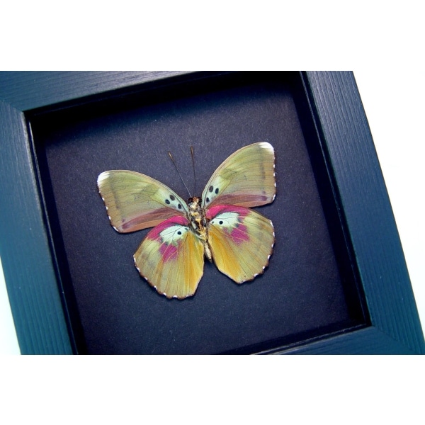 Euphaedra hollandi Pink African Butterfly Moonlight Display