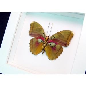 Euphaedra hollandi Pink African Butterfly Vibrant White Display