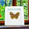 Euphaedra hollandi Pink African Butterfly Framed Taxidermy Vibrant White Display