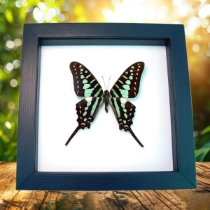 Green African Swallowtail Butterfly Graphium polycenes Framed Taxidermy Classic Black Display