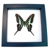 Green African Swallowtail Butterfly Graphium polycenes Framed Taxidermy Classic Black Display