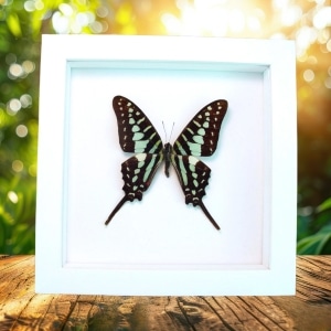Green African Swallowtail Butterfly Graphium polycenes Framed Taxidermy Vibrant White Display