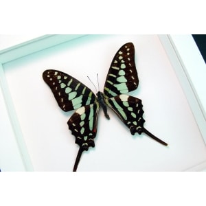 Graphium polycenes Green swallowtail Butterfly Framed Taxidermy Vibrant White Display