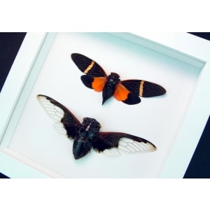 Halloween Cicada Collection Bat Winged Cicadas Framed Taxidermy Vibrant White Display