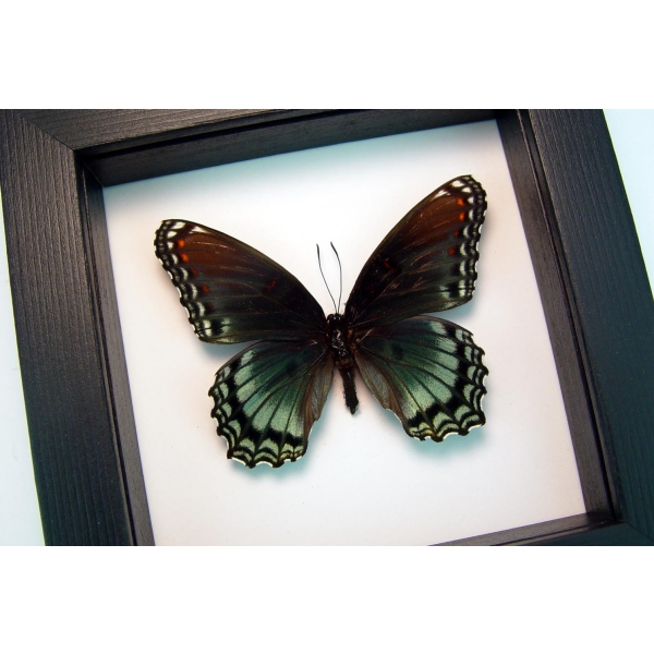 Limenitis Astyanax Female Butterfly Red Spotted Purple Real Framed Taxidermy Classic Black Display