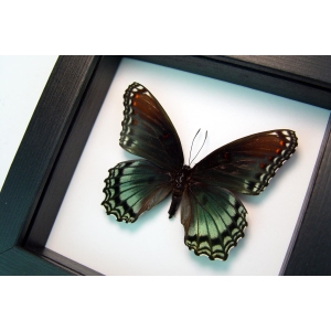 Limenitis Astyanax Female Butterfly Red Spotted Purple Real Framed Taxidermy Classic Black Display
