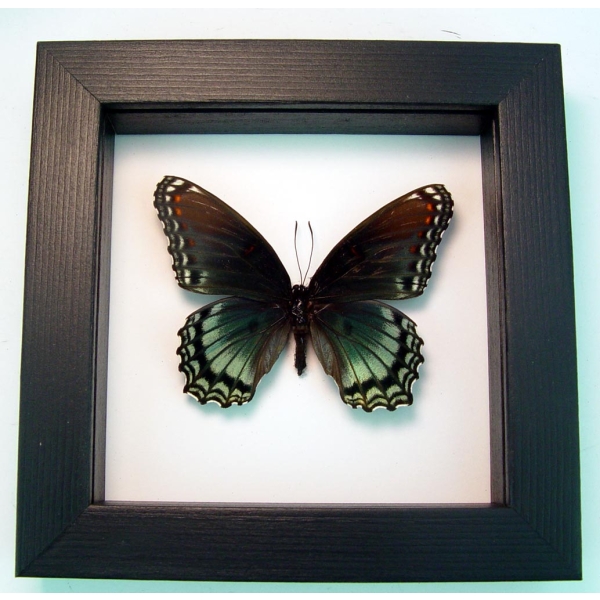 Limenitis Astyanax Female Butterfly Red Spotted Purple Real Framed Taxidermy Classic Black Display