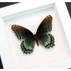 Limenitis Astyanax Female Butterfly Red Spotted Purple Real Framed Taxidermy Vibrant White Display