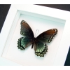 Limenitis Astyanax Female Butterfly Red Spotted Purple Real Framed Taxidermy Vibrant White Display