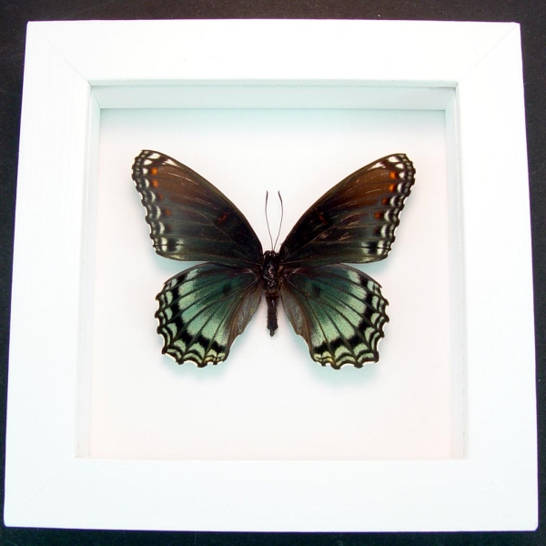Limenitis Astyanax Female Butterfly Red Spotted Purple Real Framed Taxidermy Vibrant White Display