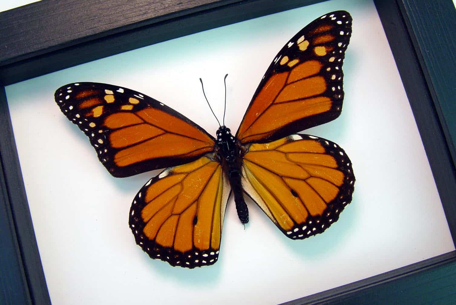 Framed Monarch Butterfly Male Classic Black Display