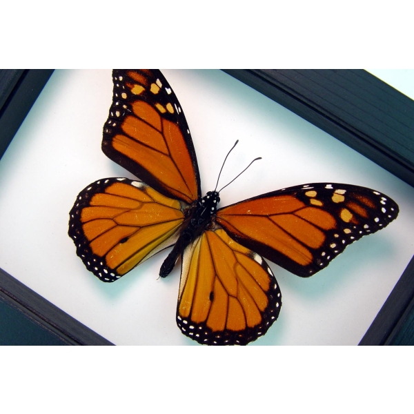 Framed Monarch Butterfly Male Classic Black Display