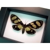 Notophyson boisduval Framed Day Flying Moth Classic Black Display Taxidermy