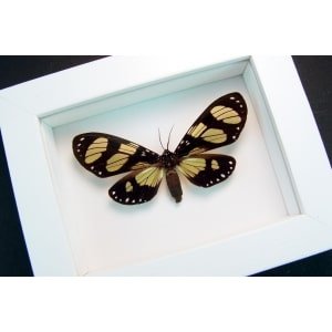 Notophyson boisduval Framed Day Flying Moth Vibrant White Display