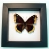 Framed Mourning Cloak Butterfly Nymphalis Antiopa Taxidermy Classic Black Display