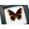 Framed Mourning Cloak Butterfly Nymphalis Antiopa Taxidermy Classic Black Display