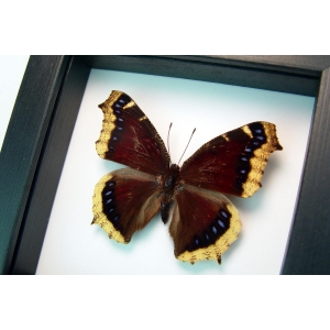 Framed Mourning Cloak Butterfly Nymphalis Antiopa Taxidermy Classic Black Display