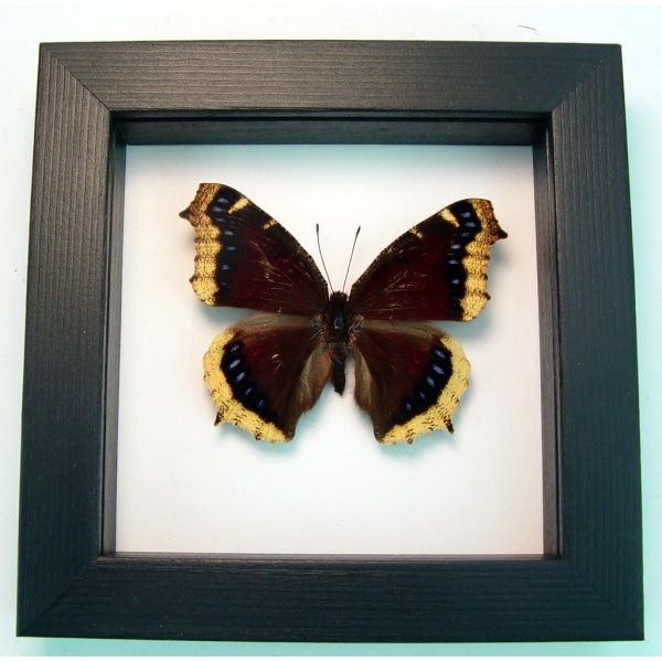 Framed Mourning Cloak Butterfly Nymphalis Antiopa Taxidermy Classic Black Display