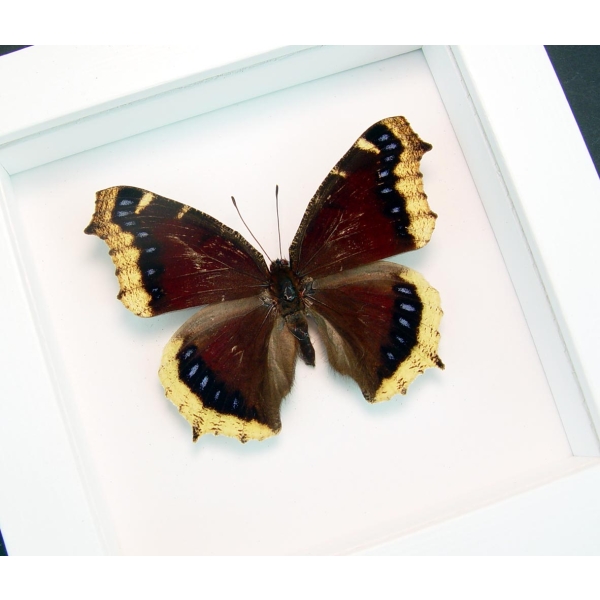 Mourning Cloak Butterfly Framed Nymphalis Antiopa Vibrant White Display