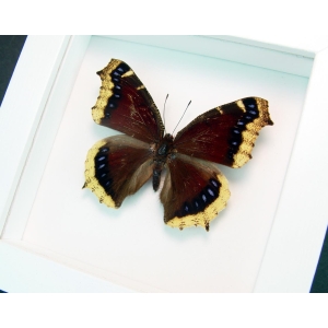 Mourning Cloak Butterfly Framed Nymphalis Antiopa Vibrant White Display