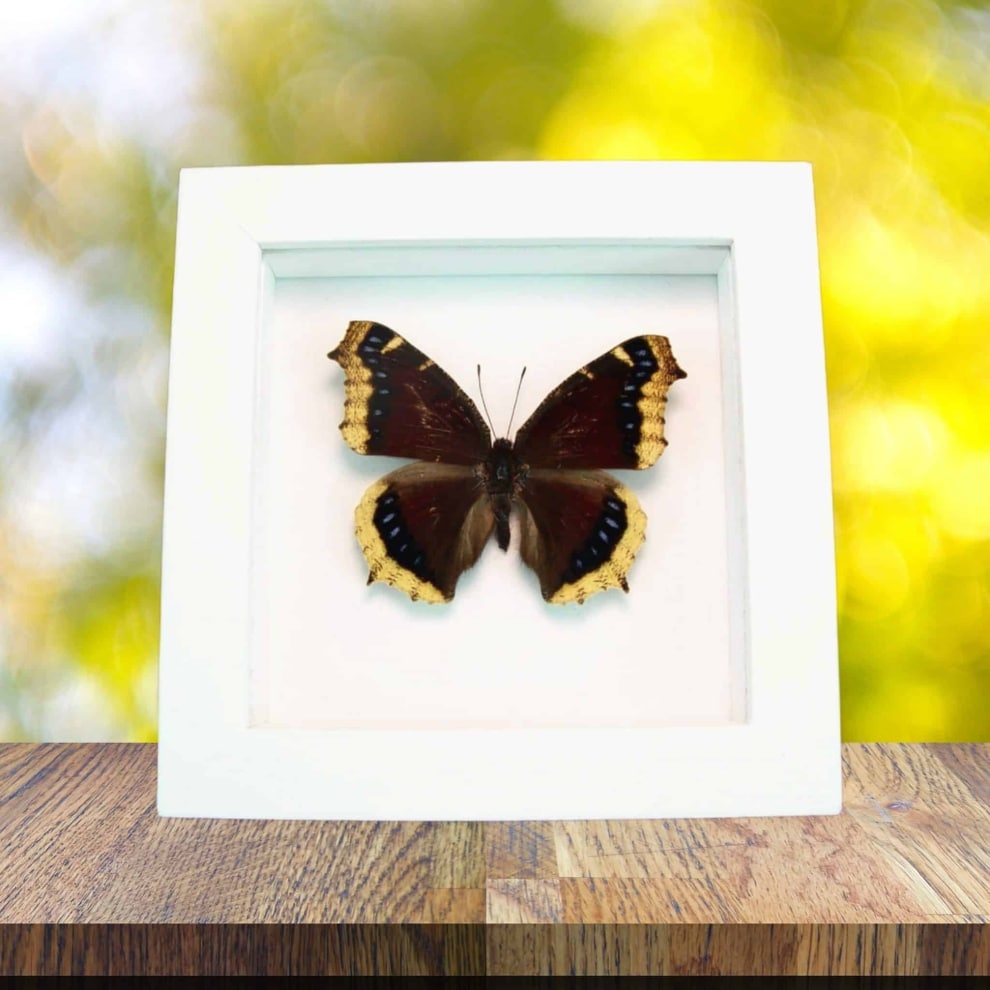Framed Mourning Cloak Butterfly Nymphalis Antiopa Taxidermy Vibrant White Display