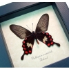 Pachlioptera aristolochile Common Rose Butterfly Framed Taxidermy Display