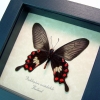 Pachlioptera aristolochile Common Rose Butterfly Framed Taxidermy Display