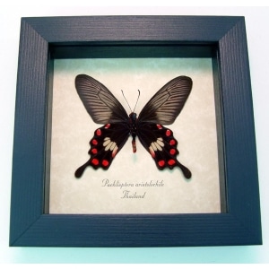 Pachlioptera aristolochile Common Rose Butterfly Framed Taxidermy Display