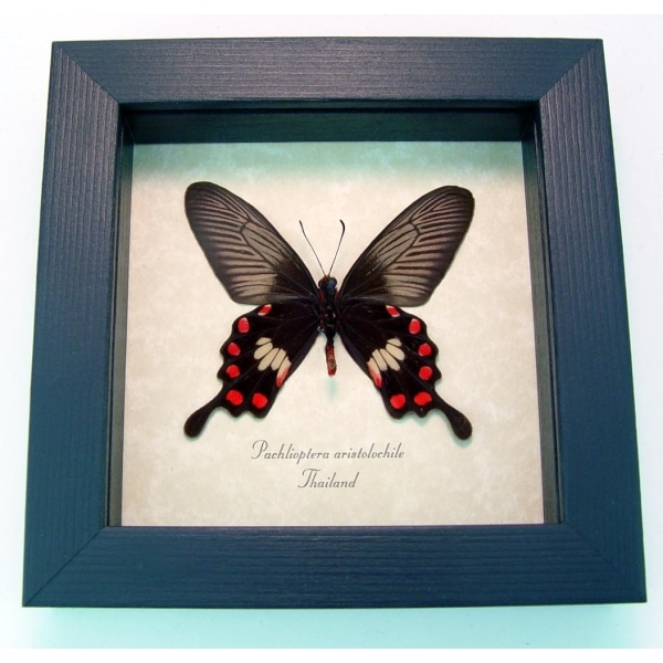 Pachlioptera aristolochile Common Rose Butterfly Framed Taxidermy Display