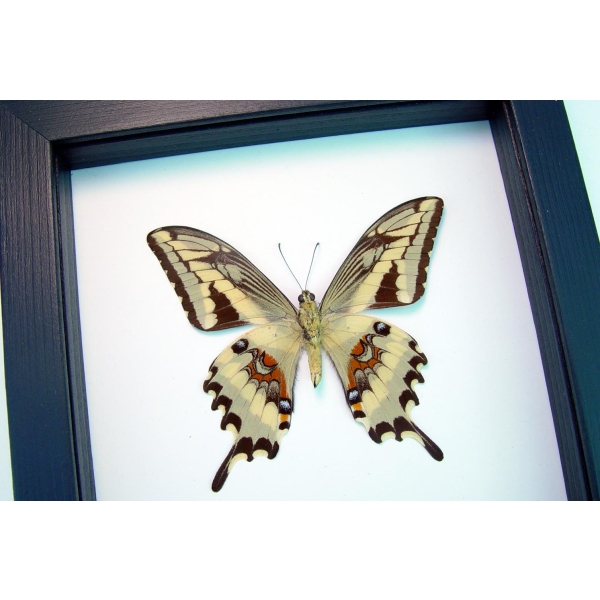 Papilio paeon verso Swallowtail Butterfly Framed Taxidermy Classic Black Display