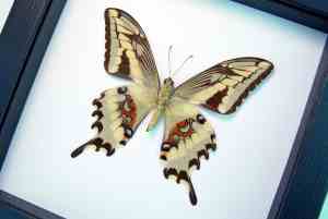Papilio paeon verso Swallowtail Butterfly Framed Taxidermy Classic Black Display