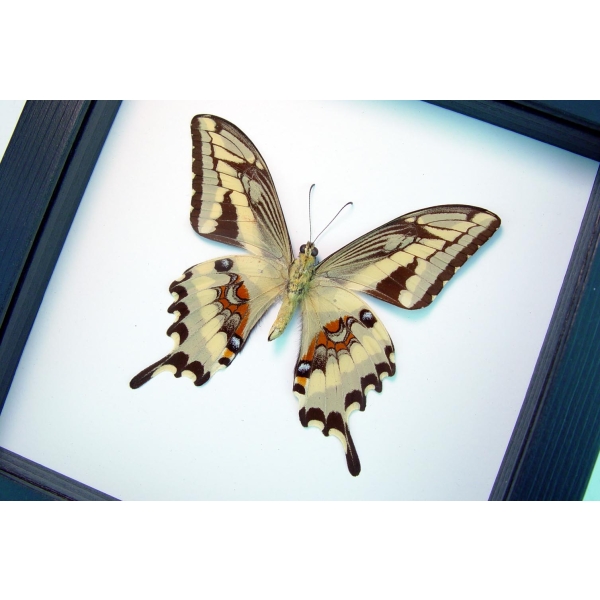 Papilio paeon verso Swallowtail Butterfly Framed Taxidermy Classic Black Display