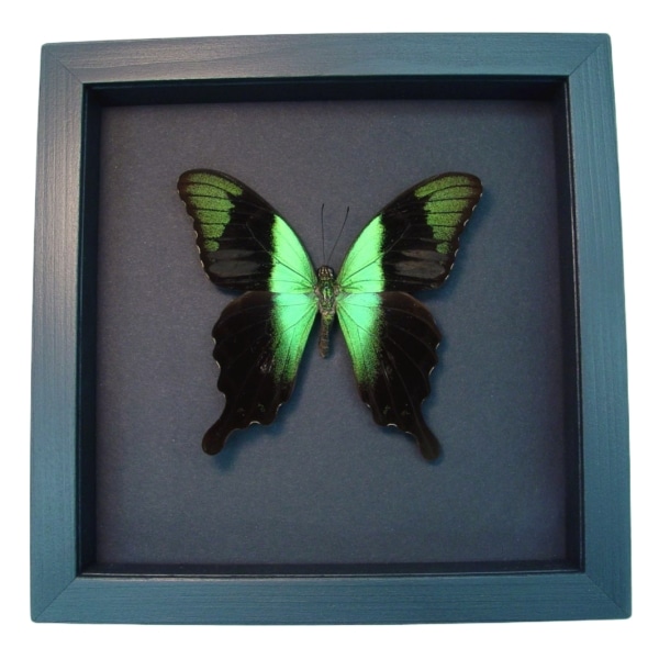 Green Swallowtail Framed Butterfly Taxidermy Papilio peranthus adamantius Moonlight Display