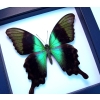 Green Swallowtail Butterfly Papilio peranthus adamantius Classic Black Display Framed Taxidermy
