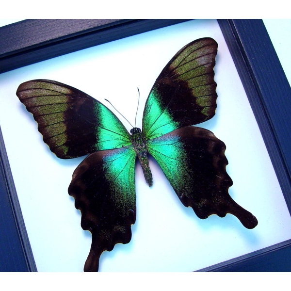 Green Swallowtail Butterfly Papilio peranthus adamantius Classic Black Display Framed Taxidermy