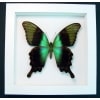 Green Swallowtail Butterfly Papilio peranthus adamantius Vibrant White Display